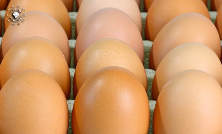 13 Ekim Dünya Yumurta Günü ve İnsan Sağlığına Katkısı