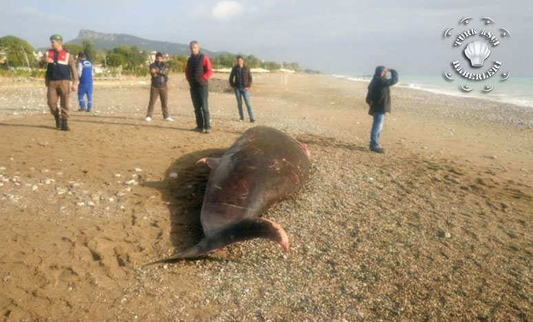 Antalya Sahilinde Ölü Balina Bulundu