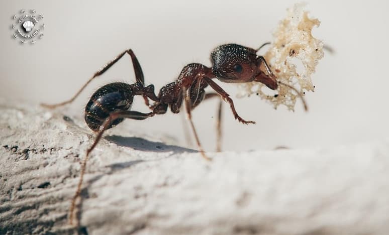 Karınca Yiyenler Dikkat! Zehirlenir Miyiz?
