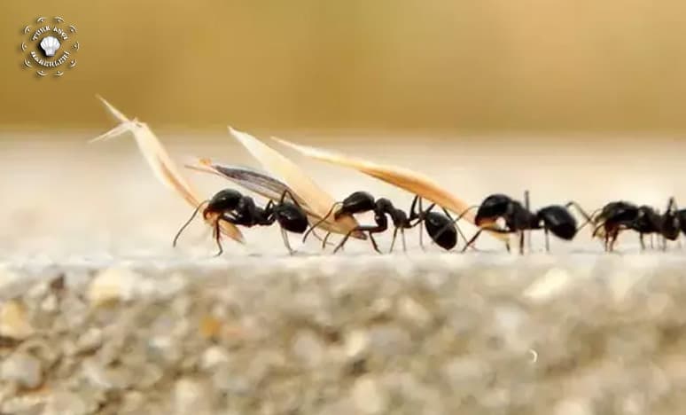 Karıncalardan Kurtulmanın Doğal Yolu: Tarçın Mucizesi