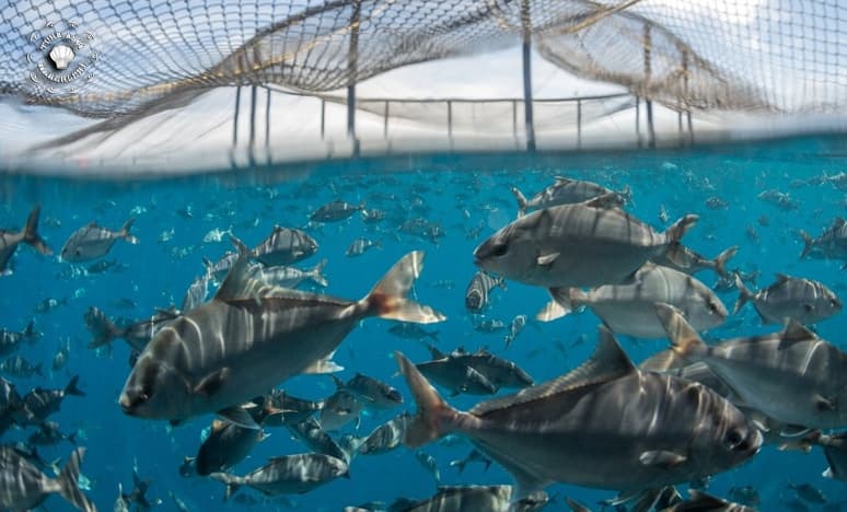 Aydın'dan 230 Milyon Dolarlık Balık İhracatı Başarısı