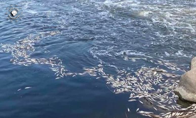 Dicle Nehri'nde Balık Ölümleri İçin İnceleme Başlatıldı
