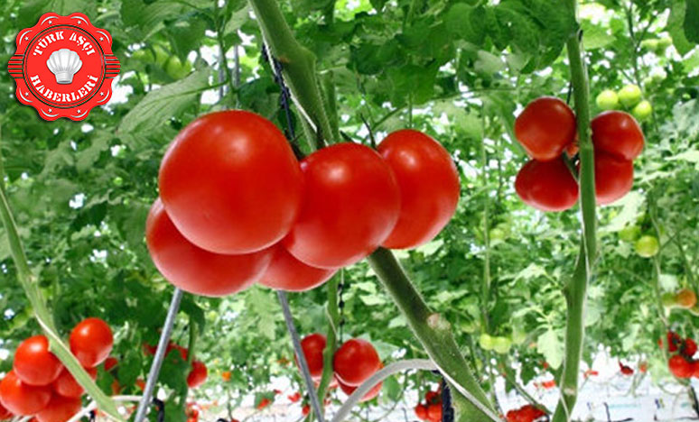 Antalya'da domates fideleri Rusya için toprakla buluştu 