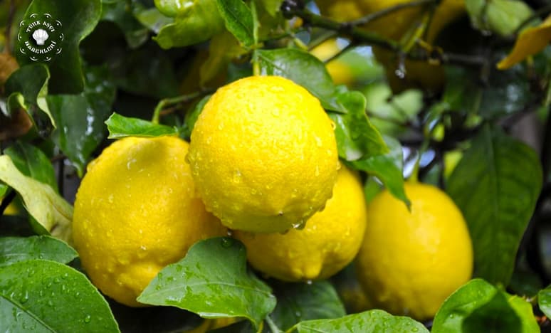 Limon Nedir? Limon Çeşitleri Nelerdir? Nerelerde Kullanılır?