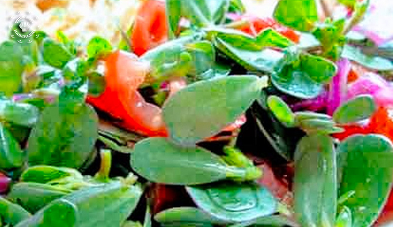 Nar Ekşili Semiz Otu Salatası Nasıl Yapılır? 