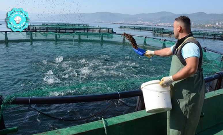 Rusya Ve Japonya’ya Havuz Balığı İhracatı Yapılıyor