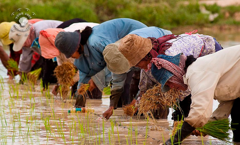 Pirincin Tarihi Ve Tarihçesi Nedir?