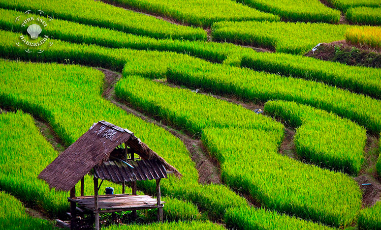 Pirincin Tarihi Ve Tarihçesi Nedir?