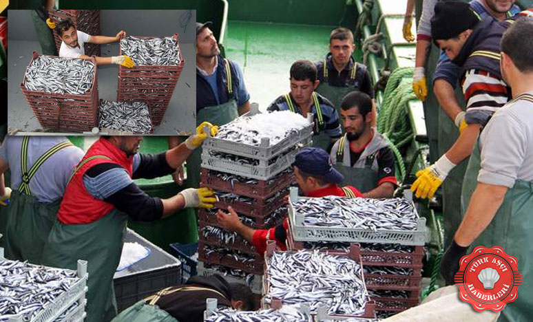 Sinop'ta bir gecede 1500 ton hamsi avlandı 