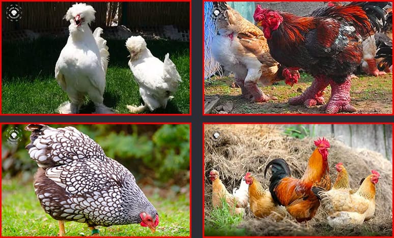 Tavuk Nedir? Tavuk Çeşitleri Nelerdir? Nasıl Beslenir? 