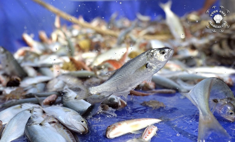 Balıklarımız 70 Ülkede Sofraları Süslüyor
