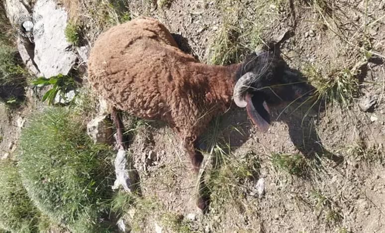 Van'da Kurt Saldırısı: 120 Koyun Telef Oldu