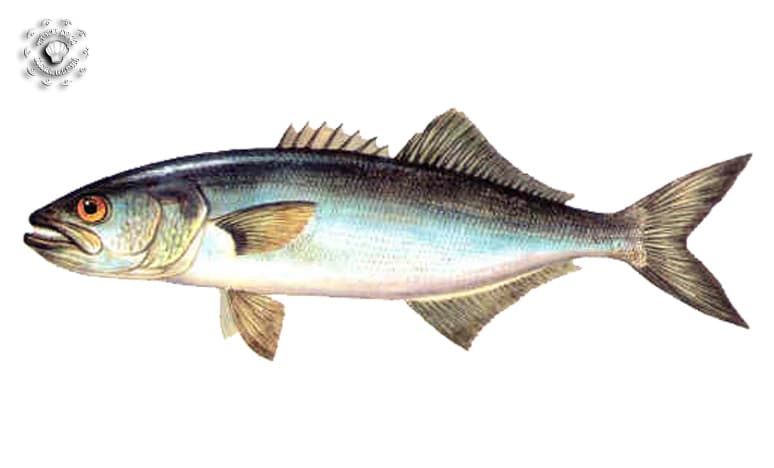 Balık Türleri ve Balık Çeşitleri Nelerdir?