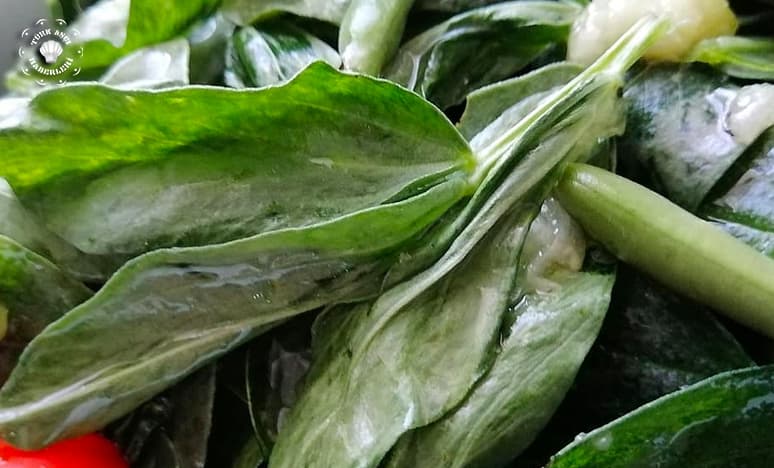 Bakla Yaprağı Salatası