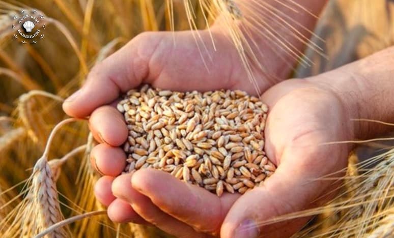 Buğday- Ekmek- Maya 