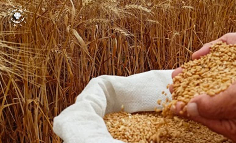 Ekmekte Hangi Buğday Ve Hangi Unu Kulanmalıyız?