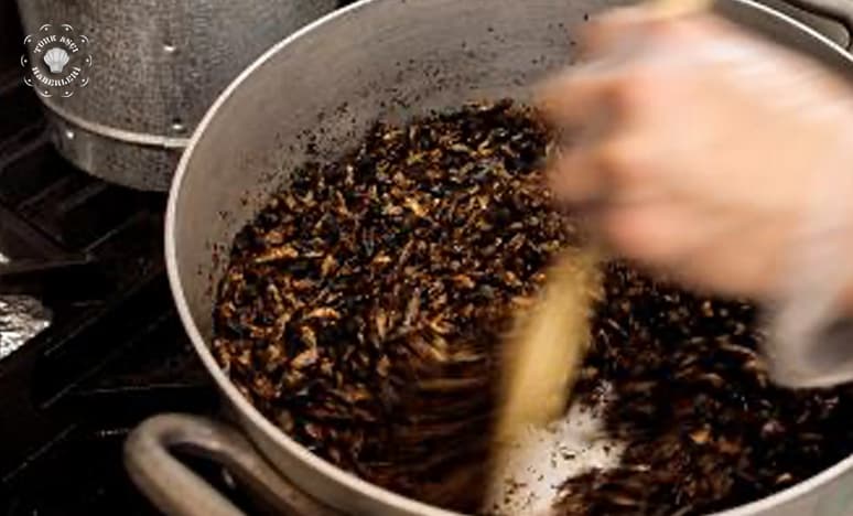 Japon Şef; Böcek Yeme Sevincini "Tanıtmak" İstiyorum