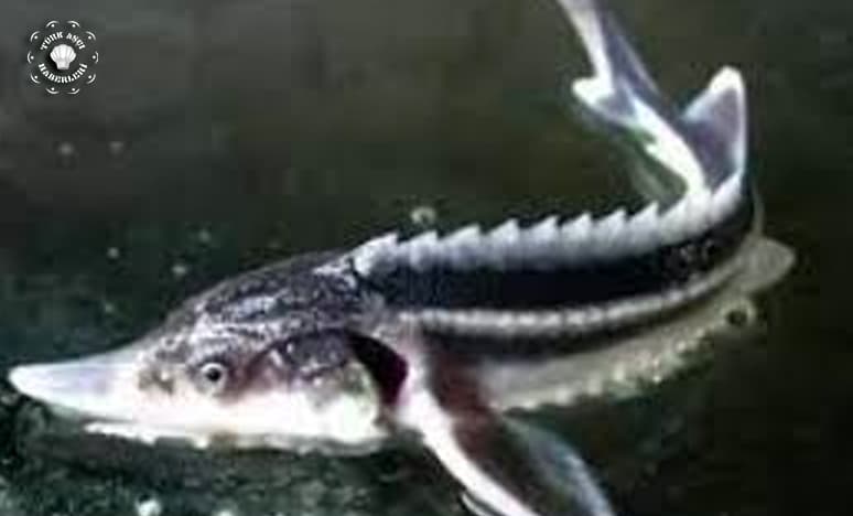 Keban Baraj Gölü'nde Sibirya Mersin Balığı Yakalandı