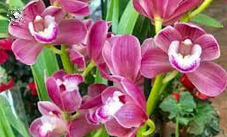 Orkide Çiçeği Nedir? Orkide Çiçeği Çeşitleri Nelerdir?