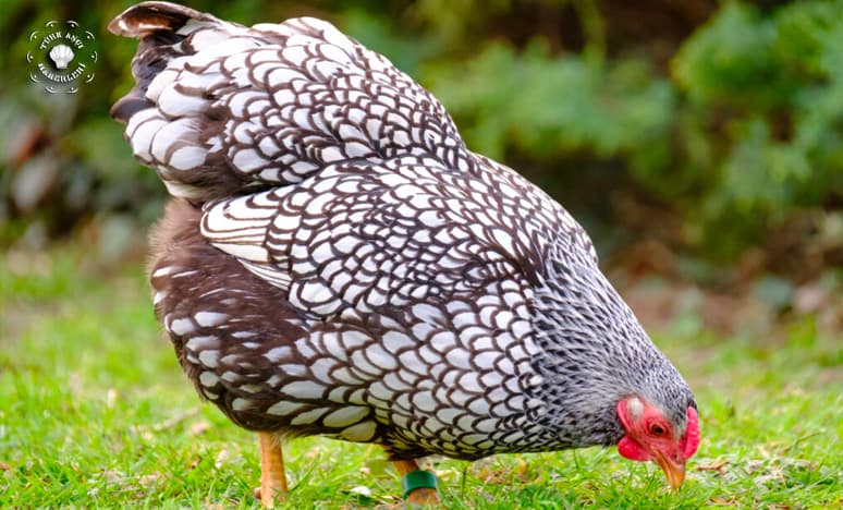 Tavuk Nedir? Tavuk Çeşitleri Nelerdir? Nasıl Beslenir? 