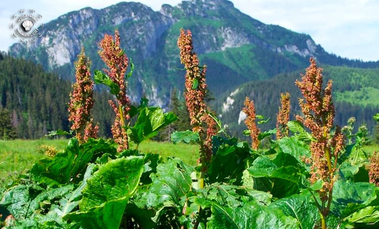 Türkiye'de Bulunan Bitki Çeşitleri Nelerdir?